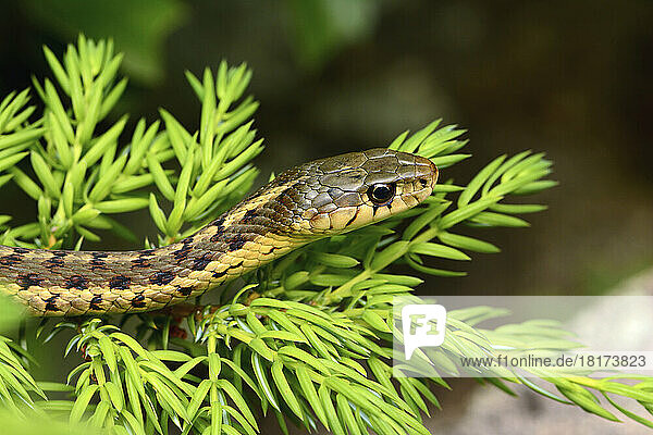 Close up of a common garter snake  Thamnophis sirtalis  on a fir branch.; Mount Desert Island  Acadia National Park  Maine.