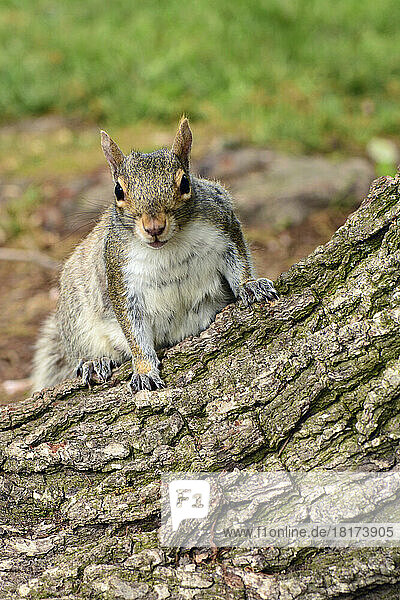 A female eastern gray squirrel  looking for a handout in a public park.; Public Garden  Boston  Massachusetts.