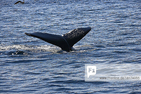 Humpback Whale Tail  Stellwagen Bank  Gloucester  Cape Ann  Massachusetts  USA