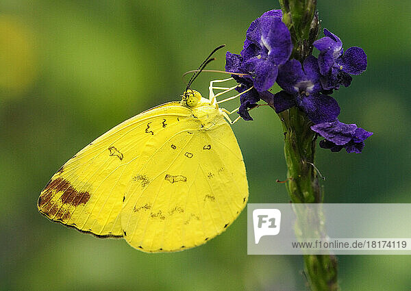 A sulphur butterfly searching for nectar in purple flowers.; Westford  Massachusetts.