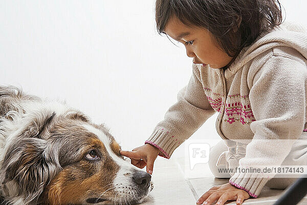 Toddler Girl touching Australian Shapherd Dog s Eye