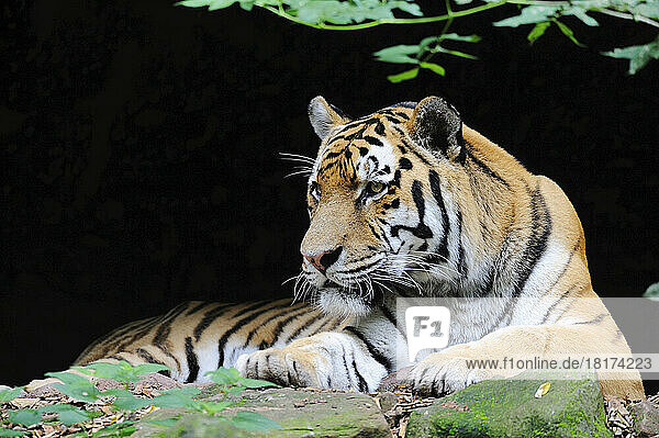 Portrait of Siberian Tiger (Panthera tigris altaica) in Zoo  Nuremberg  Bavaria  Germany