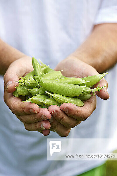 Man's Hands Holding Fresh Picked Sugar Snap Peas Outdoors  Toronto  Ontario  Canada