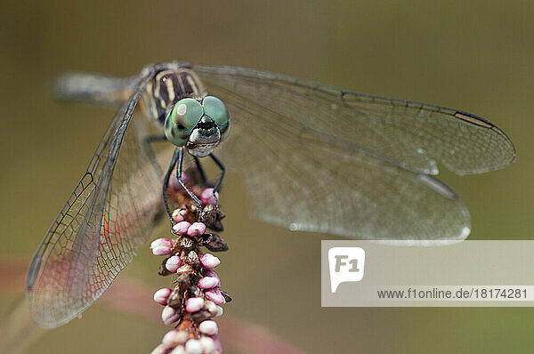 A blue dasher dragonfly  Pachydiplax longipennis  perching on a knotweed flower  Persicaria lapathifolia  stalk.; Great Meadows National Wildlife Refuge  Sudbury  Massachusetts.