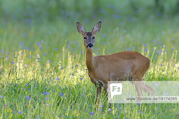European Roe Deer (Capreolus capreolus) in Meadow  Hesse  Germany