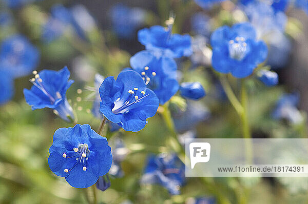 Close up of a cluster of desert bluebell flowers  Phacelia campanularia.; Wellesley  Massachusetts.