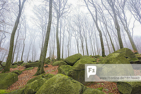 Beech Forest (Fagus sylvatica) and Felsenmeer in Morning Mist  Odenwald  Hesse  Germany