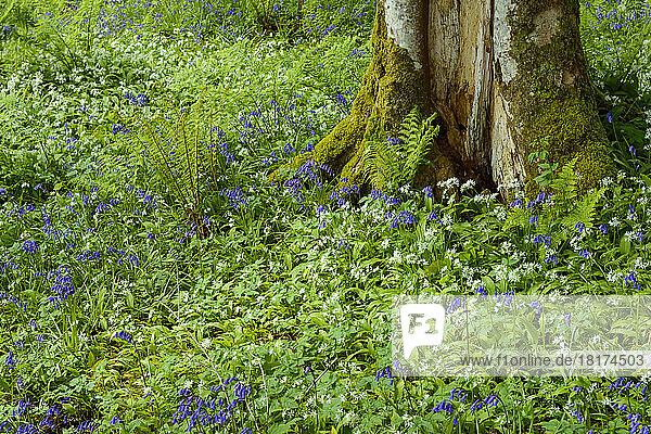 Beech tree with bear's garlic and bluebells near Armadale on the Isle of Skye in Scotland  United Kingdom