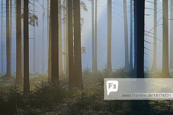 Spruce Forest in Early Morning Mist  Odenwald  Hesse  Germany