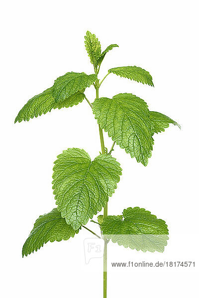 Close-up of Mint leaves on white background  studio shot on white backgroud.