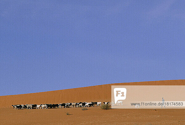 Goat Herder  Kalahari Desert  South Africa