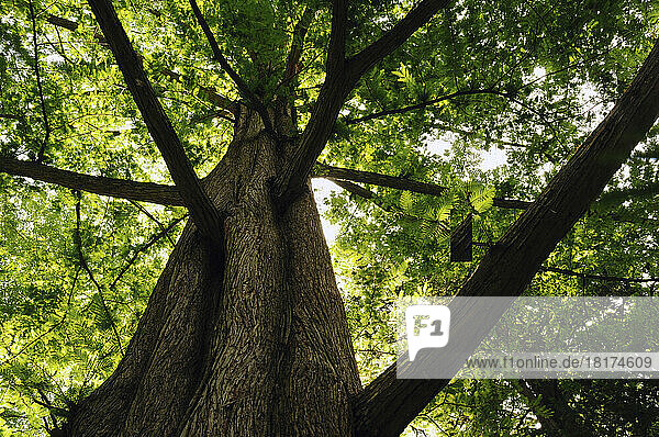 View up the trunk of a dawn redwood  Metasequoia glyptostroboides.; Cambridge  Massachusetts.