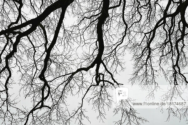 Leafless Oak Branches in Winter  Odenwald  Hesse  Germany