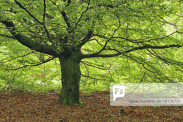 Beech Tree in forest. Sababurg  Reinhardswald  Kassel District  Hesse  Germany.