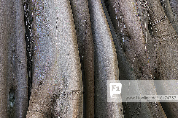 Close-up of Moreton Bay Fig (Ficus macrophylla) Tree Trunk in Puerto de la Cruz  Tenerife  Canary Islands  Spain