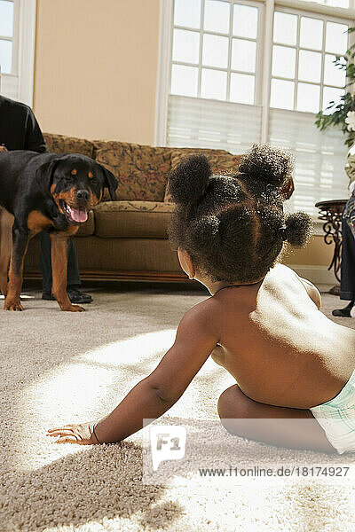 Baby Girl Playing on Carpet looking at Pet Rottweiler