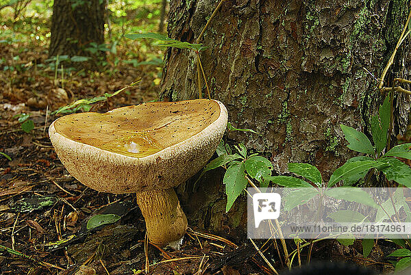 A large Bolete mushroom growing at the base of a pine tree.; Brewster  Cape Cod  Massachusetts.