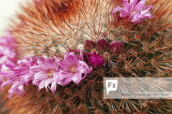 Close up of pink flowers on a spiny Mammillaria armillata cactus.; Wellesley  Massachusetts.