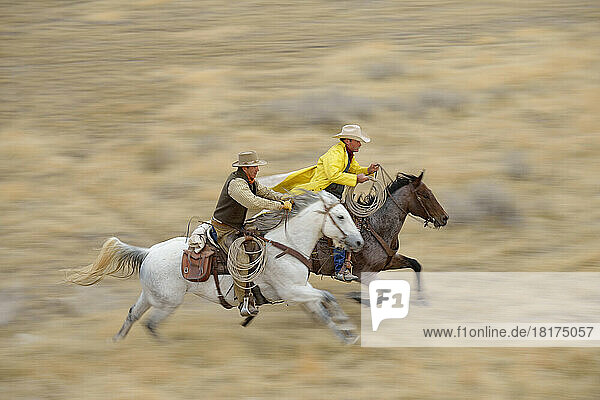 Blurred motion of cowboys on horses galloping in wilderness  Rocky Mountains  Wyoming  USA
