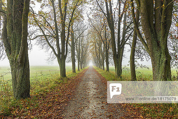 Chestnut tree-lined avenue in autumn in Hesse  Germany