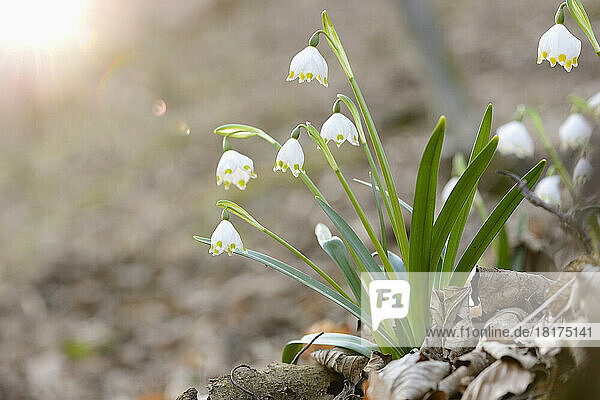 Close-up of Spring Snowflake (Leucojum vernum) Blossoms in Forest in Spring  Upper Palatinate  Bavaria  Germany