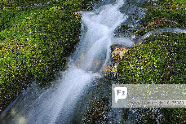 Flowing Water through Moss Covered Rocks  Trentino-Alto Adige  Dolomites  Italy