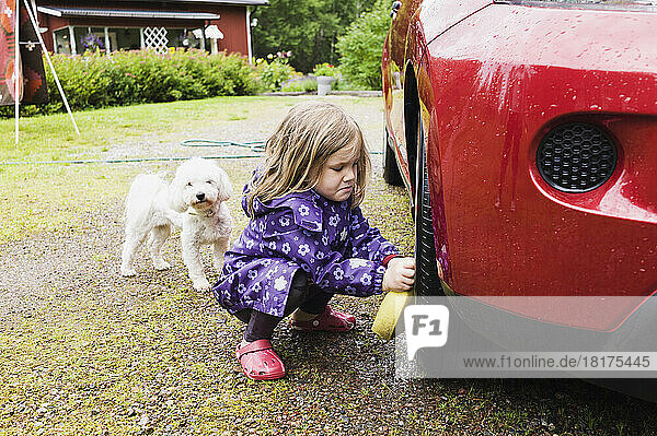 3 year old girl washing a red car while little white dog is watching  Sweden