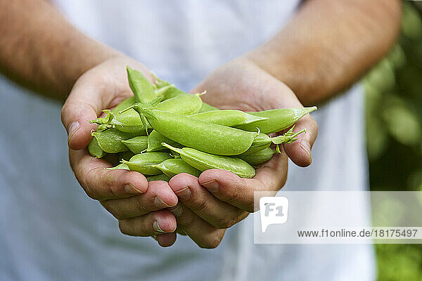 Man's Hands Holding Fresh Picked Sugar Snap Peas Outdoors  Toronto  Ontario  Canada