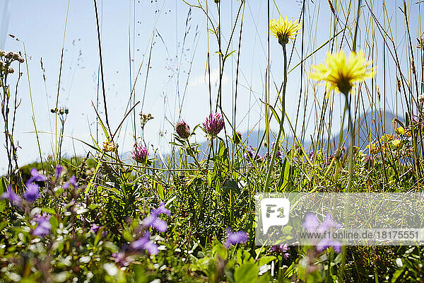 Flower Field in Summer  Strobl  Salzburger Land  Austria