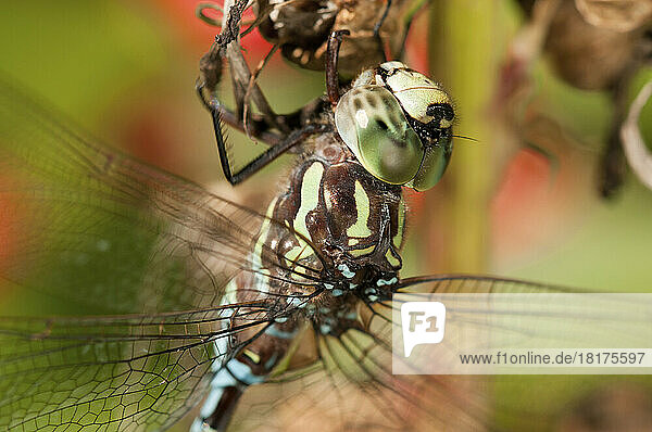 Close up portrait of a male green striped darner dragonfly  Aeshna verticalis.; Garden in the Woods  Framingham  Massachusetts.