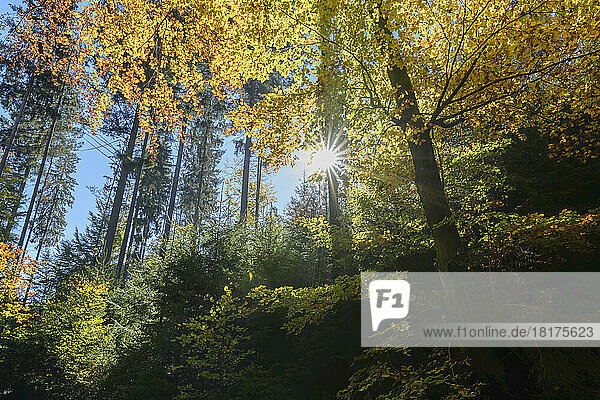 Autumn colored forest with sun  Rothenbuch  Spessart  Bavaria  Germany