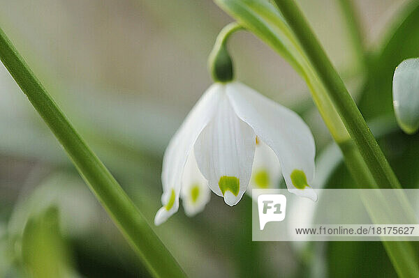 Close-up of Spring Snowflake (Leucojum Vernum) Blossom in Forest in Spring  Upper Palatinate  Bavaria  Germany