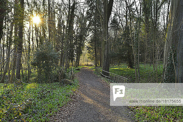Gravel Path through Park with Sun in Early Spring  Kleinheubach  Churfranken  Spessart  Bavaria  Germany