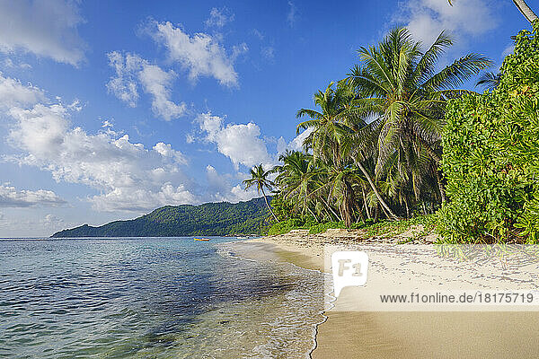 Anse Forbans Shoreline with Palm Trees  Mahe  Seychelles