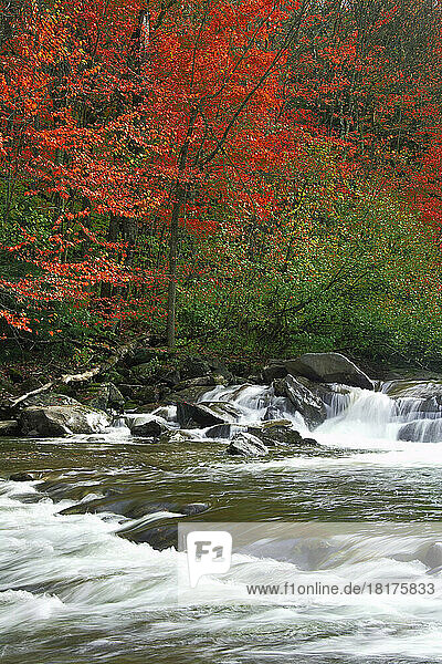 Brewster River in Autumn  Jeffersonville  Vermont  USA