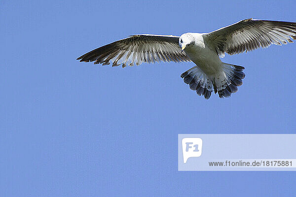 A gull in flight in a clear blue sky.; Massachusetts.