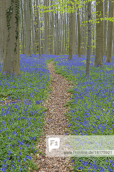 Path in bluebells forest in the spring  Hallerbos  Halle  Vlaams Gewest  Brussels  Belgium  Europe