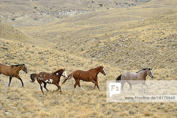 Wild horses running in wilderness  Rocky Mountains  Wyoming  USA