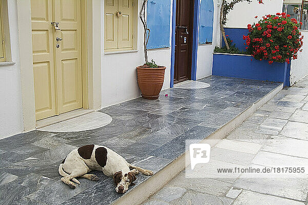 Dog Lying on Front Step  Oia  Santorini  Cyclades Islands  Greece