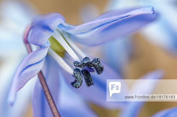Close up of a tiny blue scilla flower in the early spring.; Cambridge  Massachusetts.