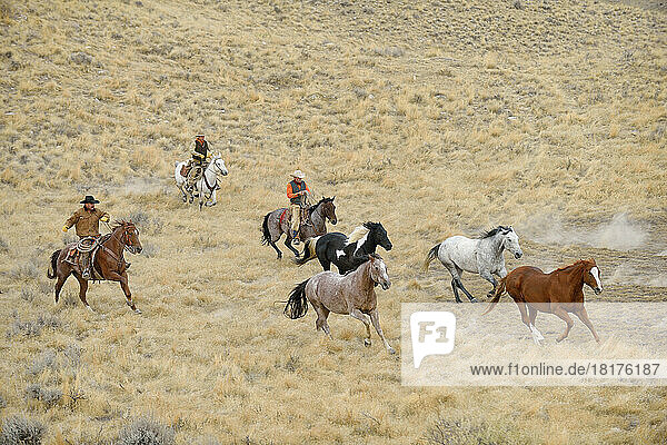 Cowboys herding horses in wilderness  Rocky Mountains  Wyoming  USA
