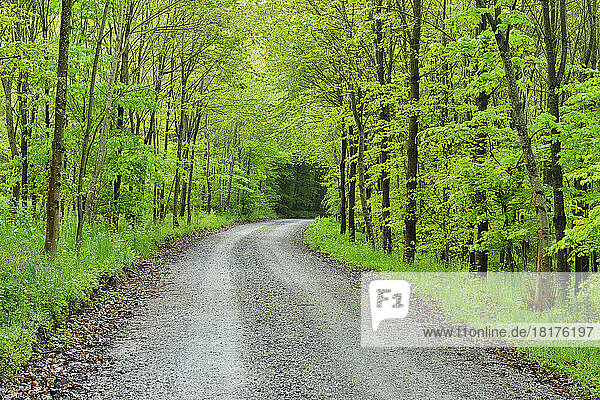 Forest Road in Spring  Miltenberg  Schippach  Miltenberg District  Odenwald  Bavaria  Germany