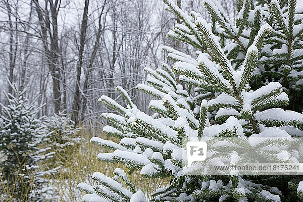 Snow Covered Trees in Forest  Petrie Island  Ottawa  Ontario  Canada