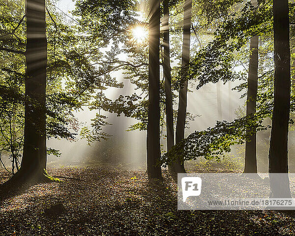 Forest in the morning with sun rays through the haze in the Odenwald hills in Hesse  Germany