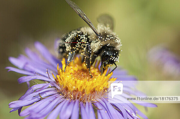 A pollen-covered bumblebee drinking nectar from a swamp aster flower.; Arlington Reservoir  Arlington  Massachusetts.