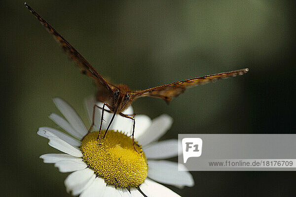 Close-Up of Fritillary Butterfly On Ox-Eye Daisy Ontario  Canada