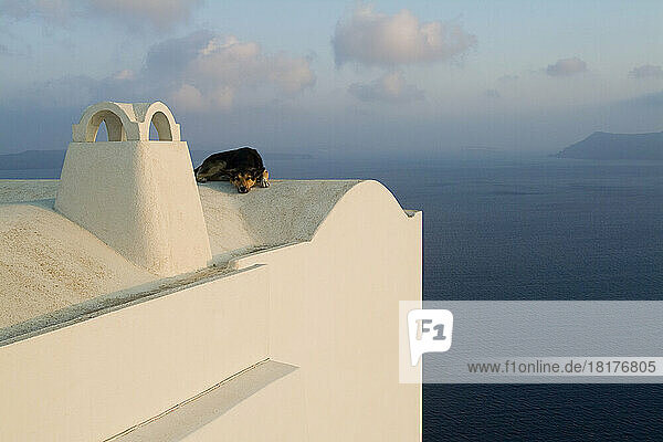 Dog of Rooftop by Ocean  Oia  Santorini  Cyclades Islands  Greece
