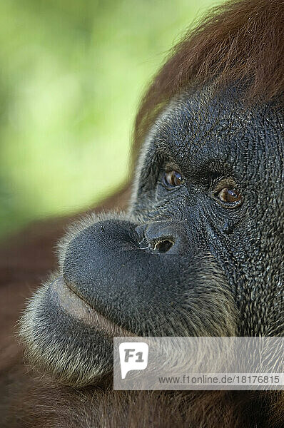 Close-up portrait of a male Orangutan at the Sedgwick County Zoo; Wichita  Kansas  United States of America