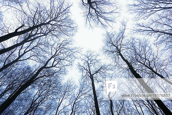 Looking up at Beech Forest in Winter  Odenwald  Hesse  Germany