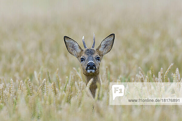 European Roebuck (Capreolus capreolus) in Wheat Field  Hesse  Germany